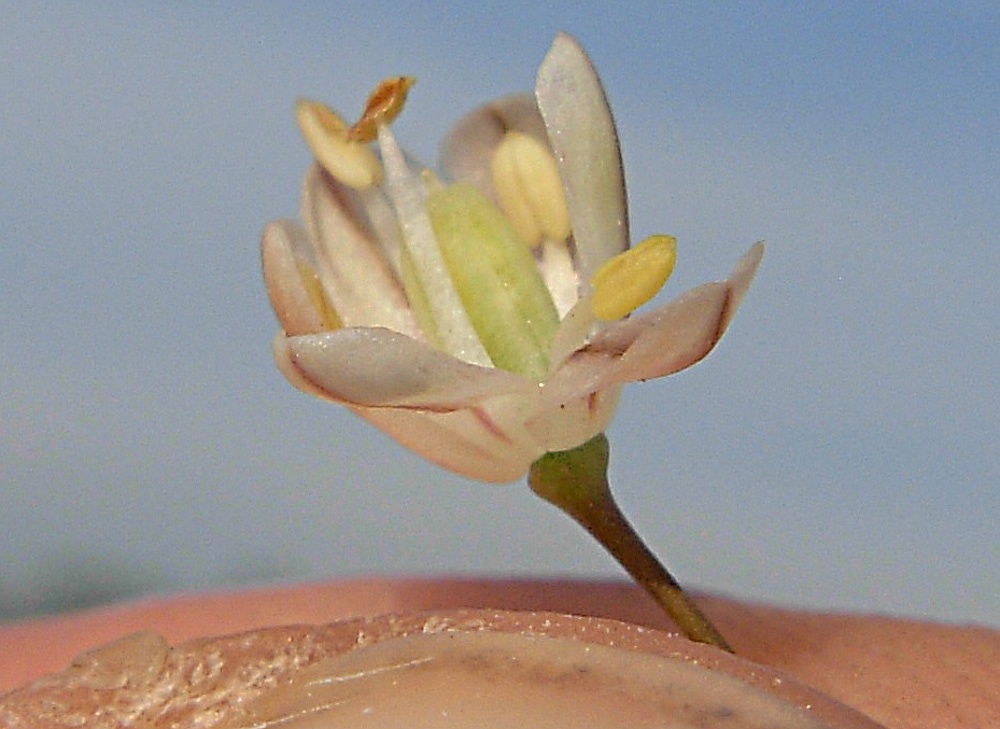 Allium pallens L. / Aglio di Coppoler